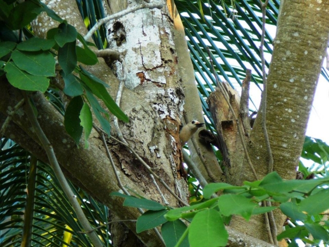  Birds in Bacalar 